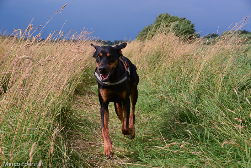 Dobermann Sina