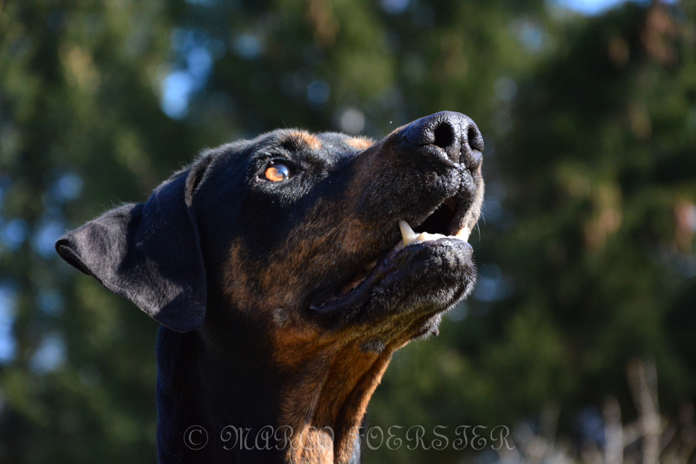 Dobermann