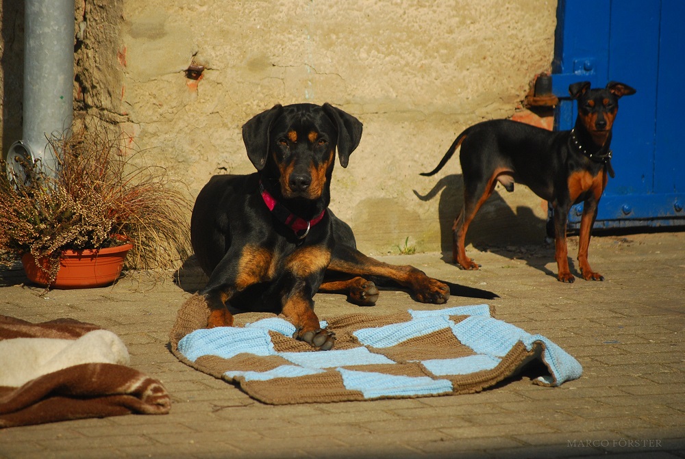 Sina und Bruno (Originalfoto)